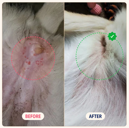PetReliefty™ Natural Allergy and Immune  Dog Soft Chews