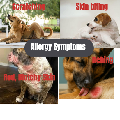 PetReliefty™ Natural Allergy and Immune  Dog Soft Chews