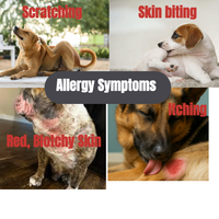 PetReliefty™ Natural Allergy and Immune  Dog Soft Chews